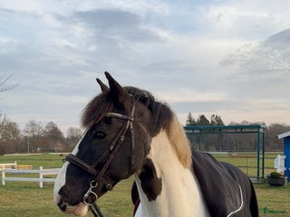 hästar Buddy- charmig Cponny med mod & personlighet! i Saxtorp - Annons 16