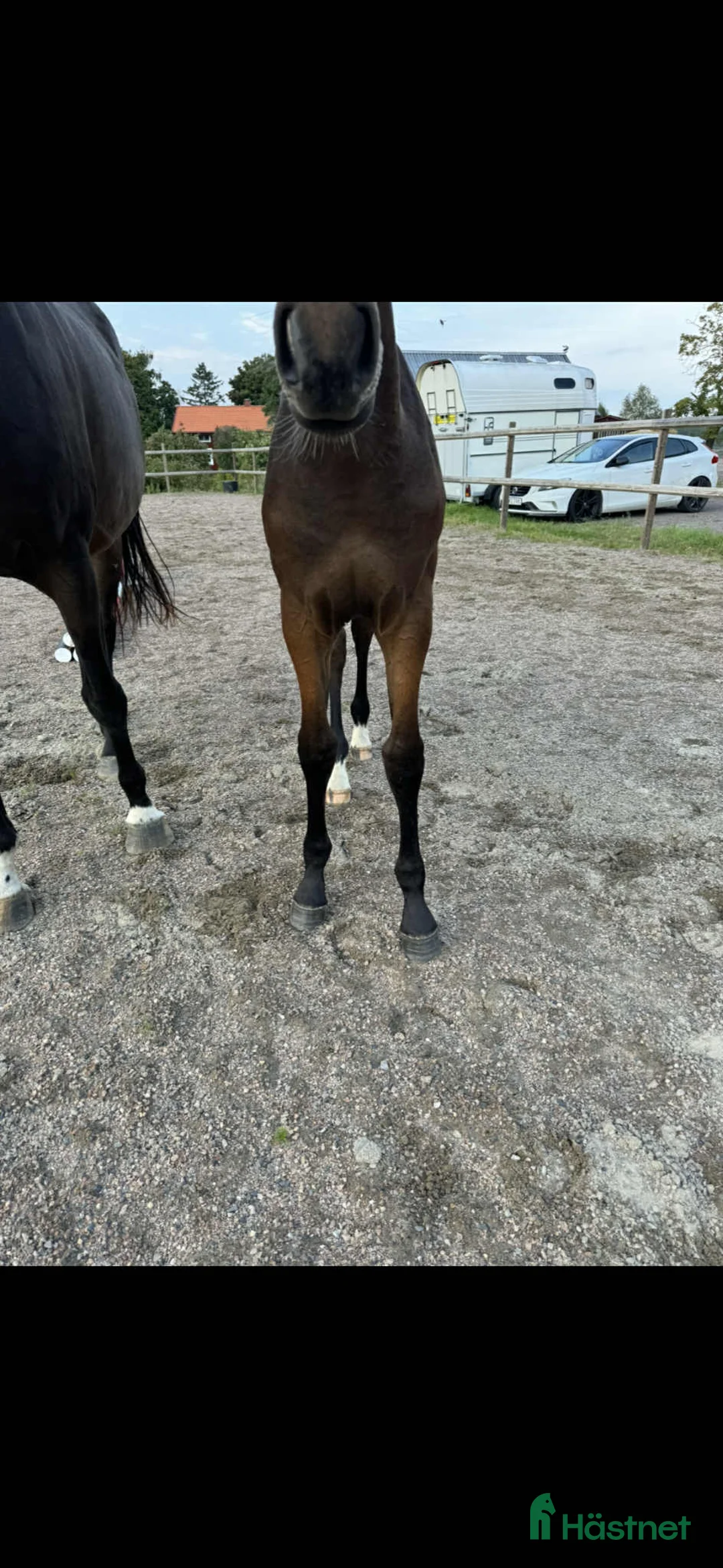 Hoppning hästar till salu: Svenskfödd tvåårshingst e Don't Touch Tiji Hero - Annons 5