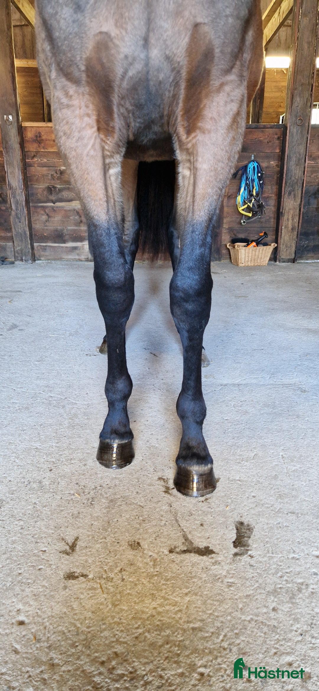 Trav hästar till salu: 1-årssto i Tystberga - Annons 2