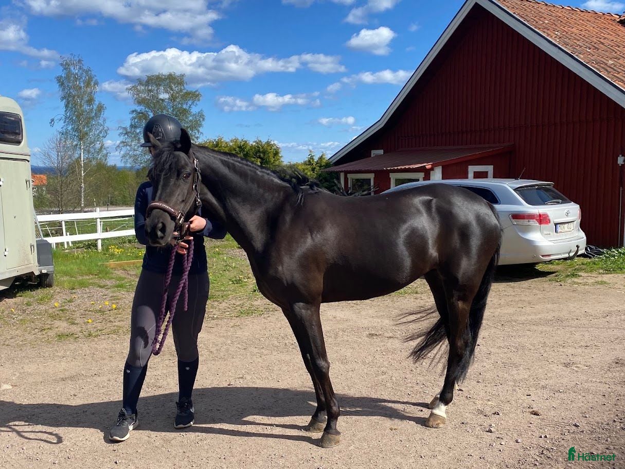  hästar En ponny för framtiden  - Annons 8