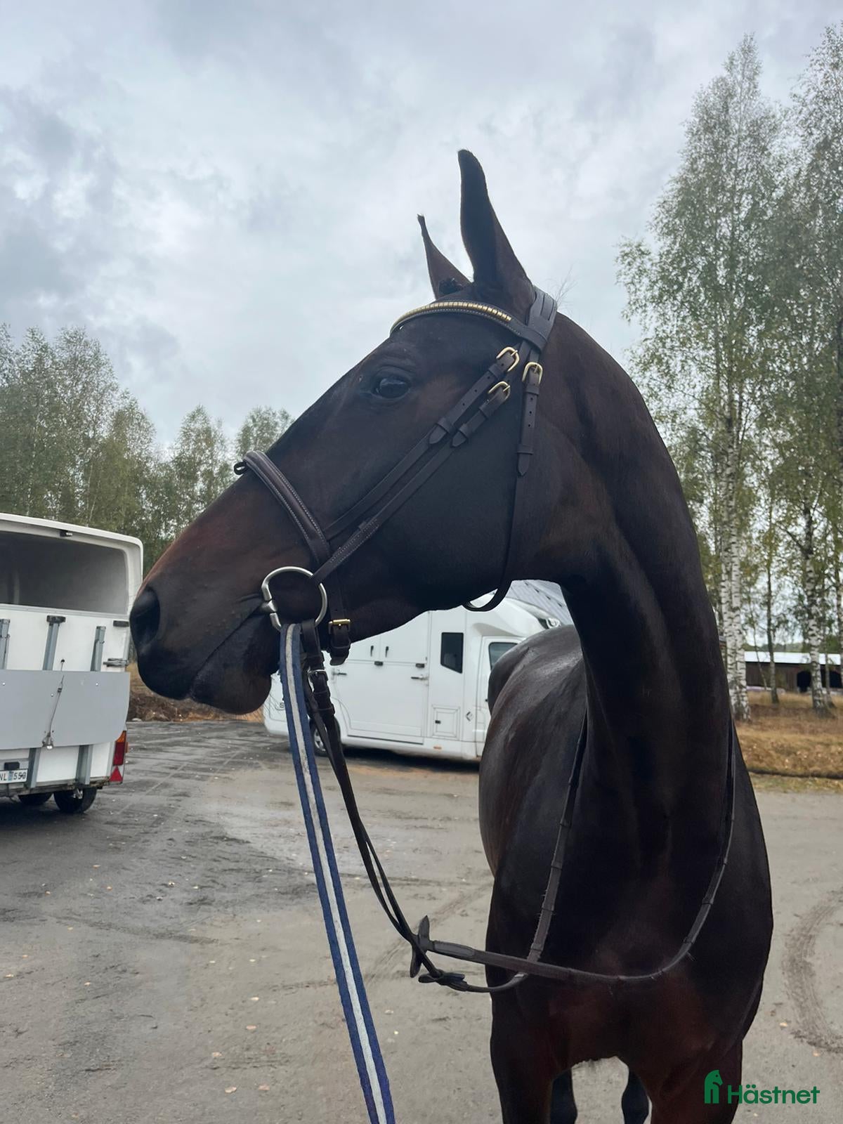  hästar 6år sto med toppstam i Asarum - Annons 4