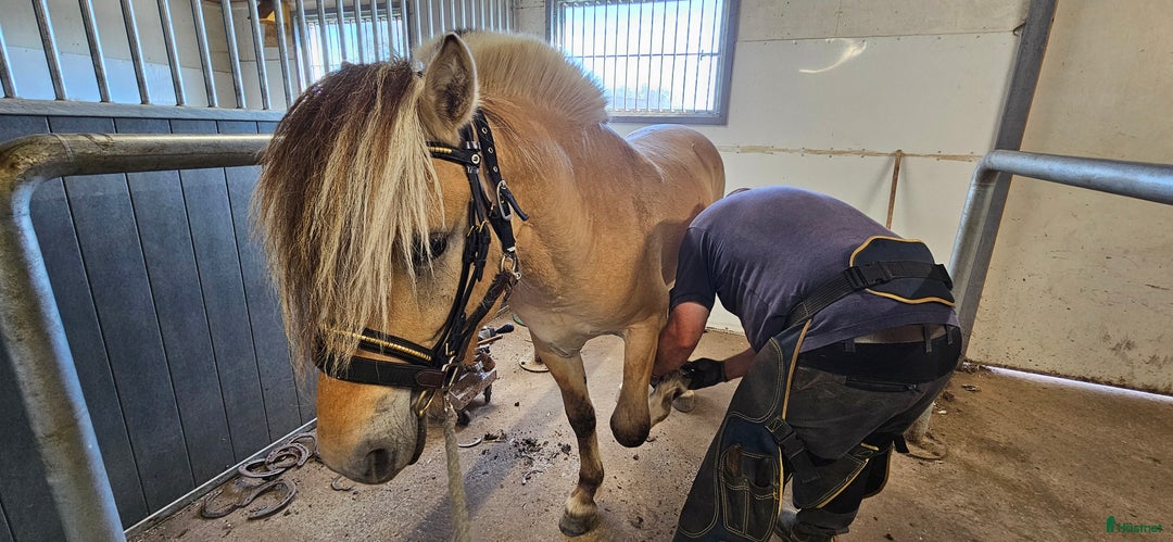 Allround hästar till salu: Lothar, världens bästa häst ♡ i Söderköping - Annons 4