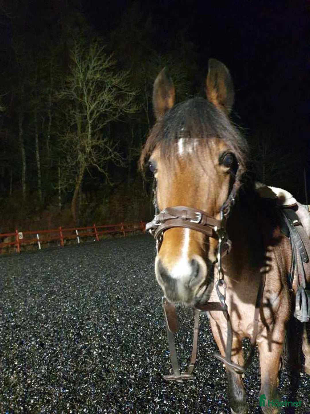 Allround hästar till salu: Trygg bästa vän! i Åkersberga - Annons 1