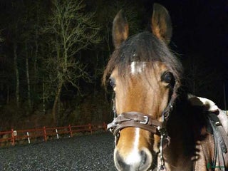 hästar Trygg bästa vän! i Åkersberga - Annons 17