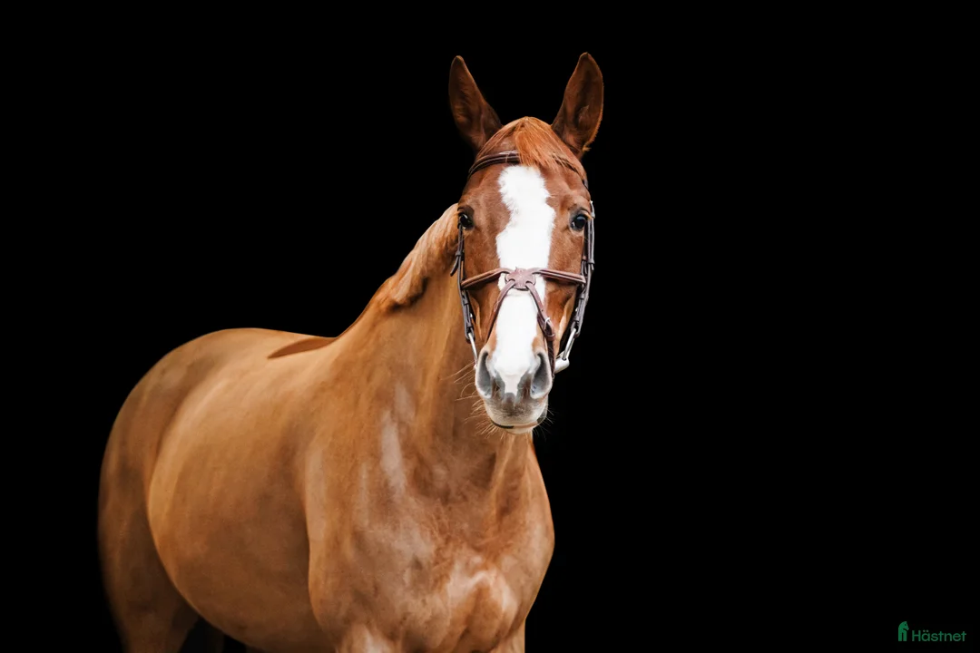 Hoppning hästar till salu: Brave 7 yo mare for jumping - Annons 2