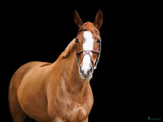 hästar Brave 7 yo mare for jumping - Annons 12