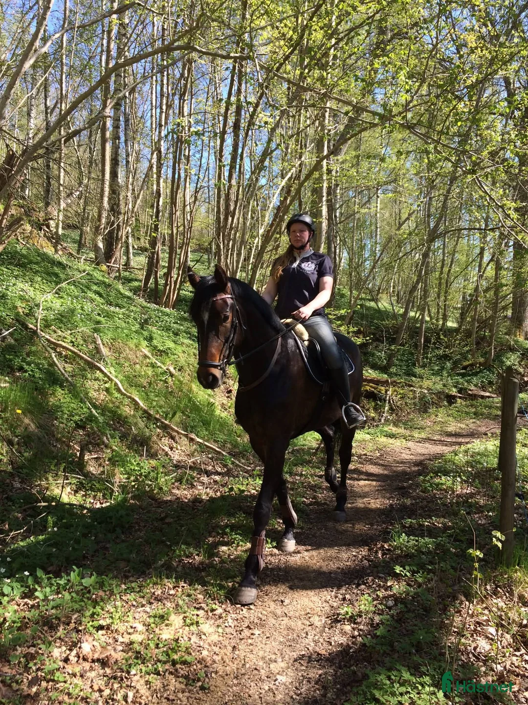 Avelshästar hästar till salu: Fint sto till avel - Annons 3