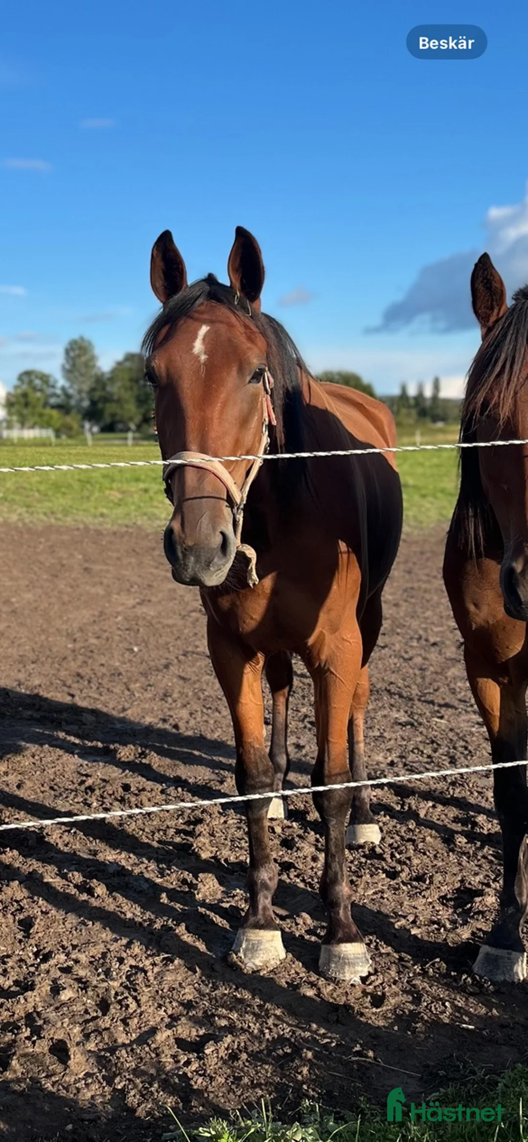 Trav hästar till salu: Fin travare i Västra Ämtervik - Annons 2