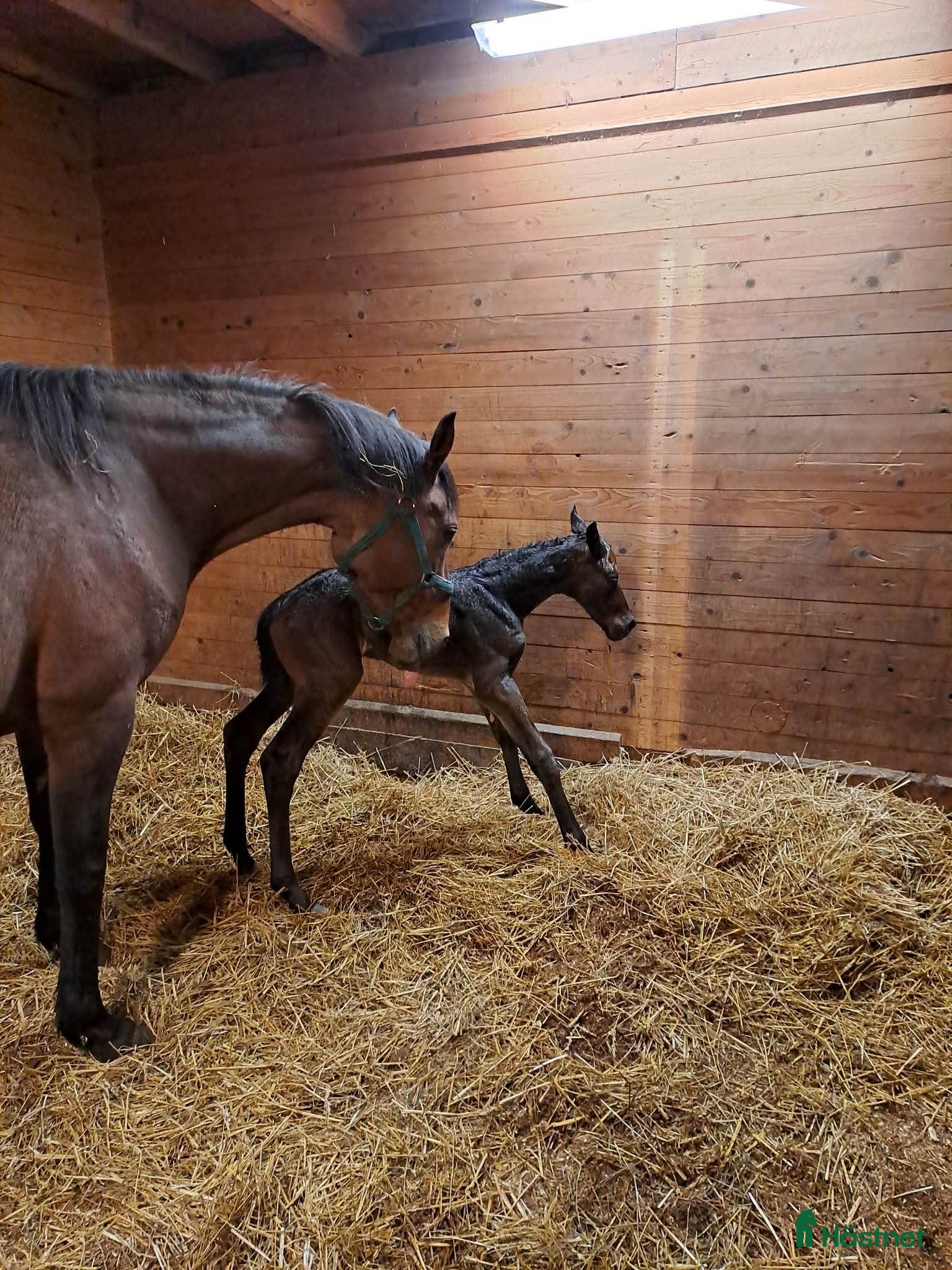  hästar Avelssto eller sällskap  i Mjölby - Annons 7