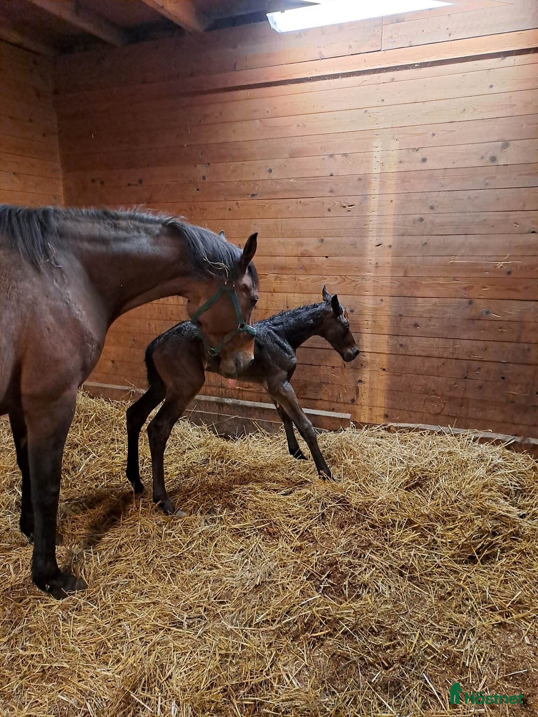 Avelshästar hästar till salu: Avelssto eller sällskap  i Mjölby - Annons 1