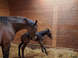 hästar Avelssto eller sällskap i Mjölby - Annons 7