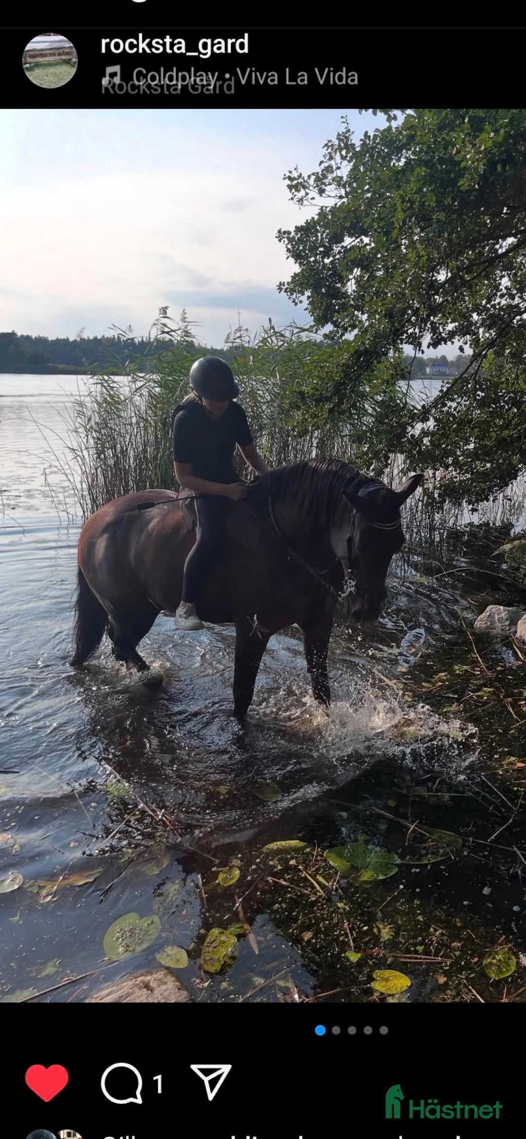  medryttarhäst finnes: Snäll 17 årig valack söker medryttare i järfälla - Annons 1
