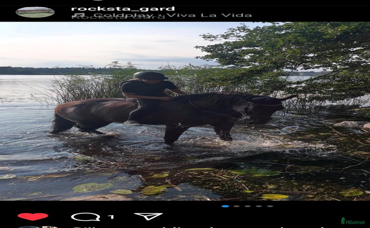  medryttarhäst finnes i Järfälla - Annons 16