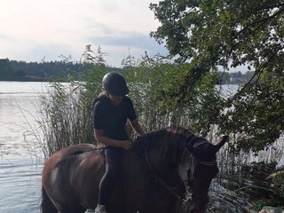 medryttarhäst finnes: Snäll 17 årig valack söker medryttare i järfälla - Annons 13