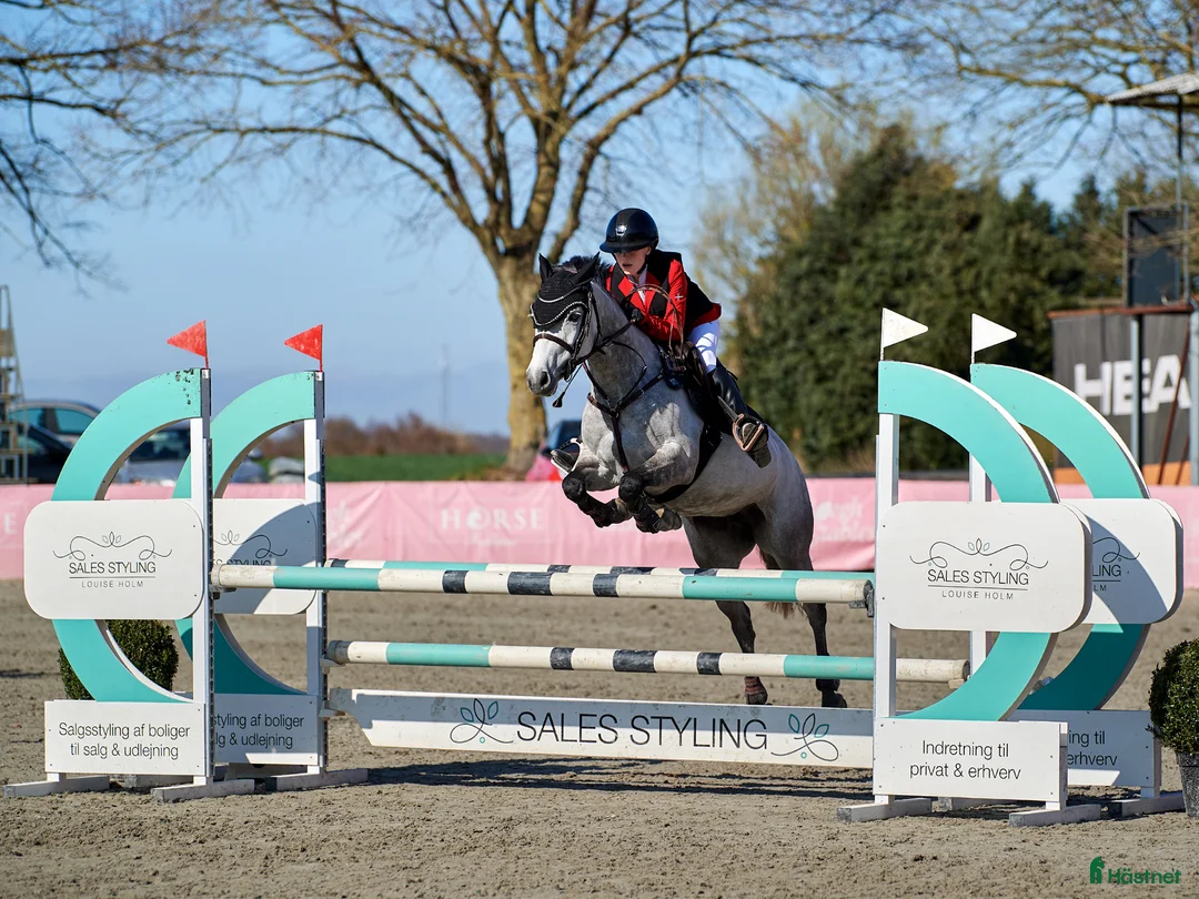 Hoppning hästar till salu: Min bedste ven kan blive din - Annons 4