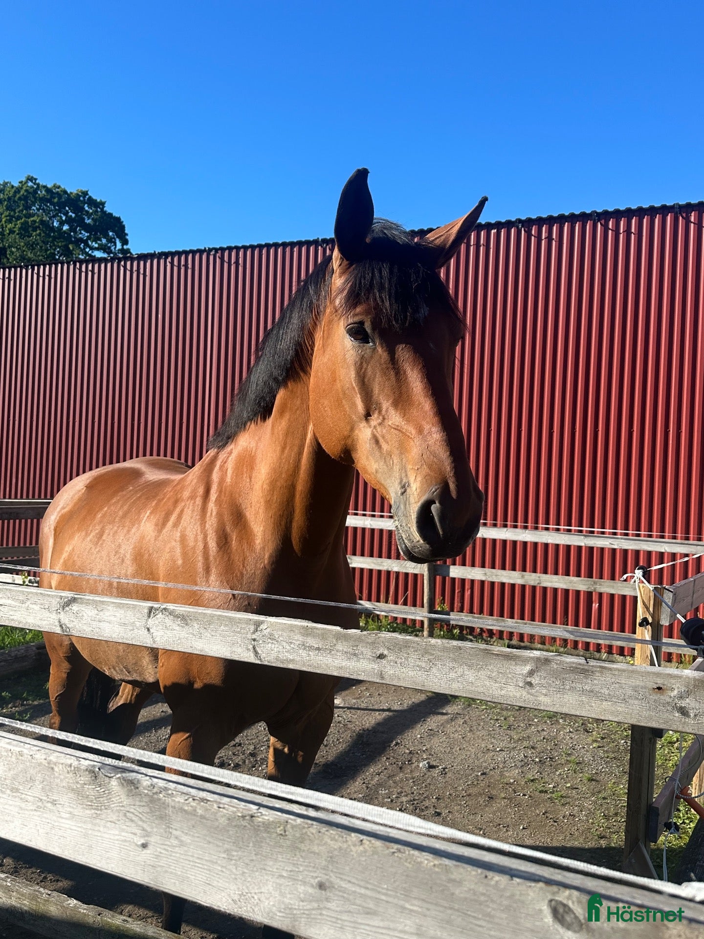  hästar 7-årigt sto med stor potential - Annons 12