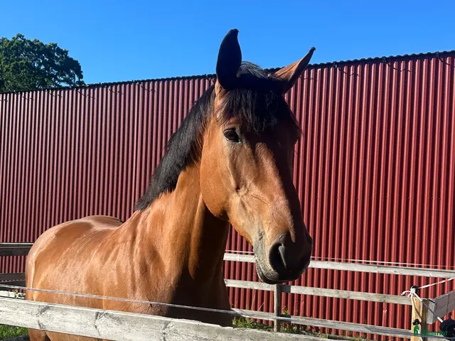 hästar 7-årigt sto med stor potential - Annons 3