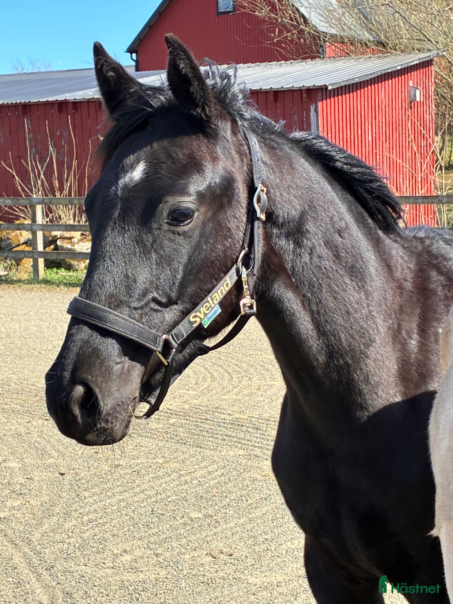  hästar Vacker 1-årshingst med fina poäng - Annons 10
