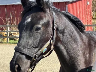 hästar Vacker 1-årshingst med fina poäng - Annons 10
