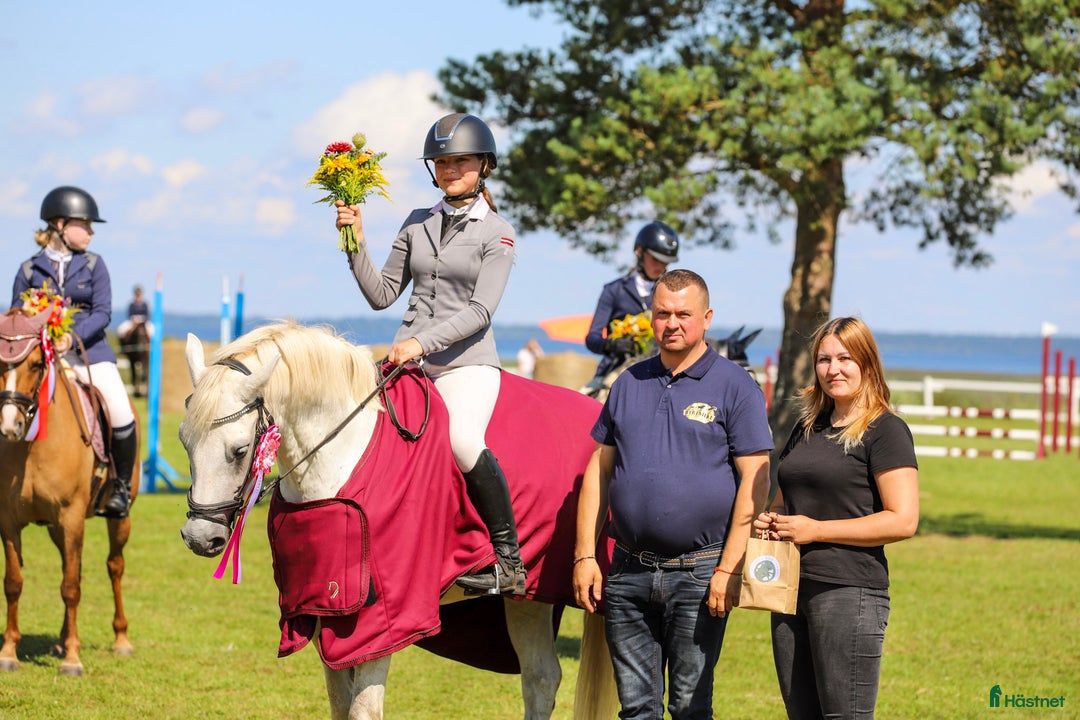 Hoppning hästar till salu: Conemara sport pony i Stockholm - Annons 7