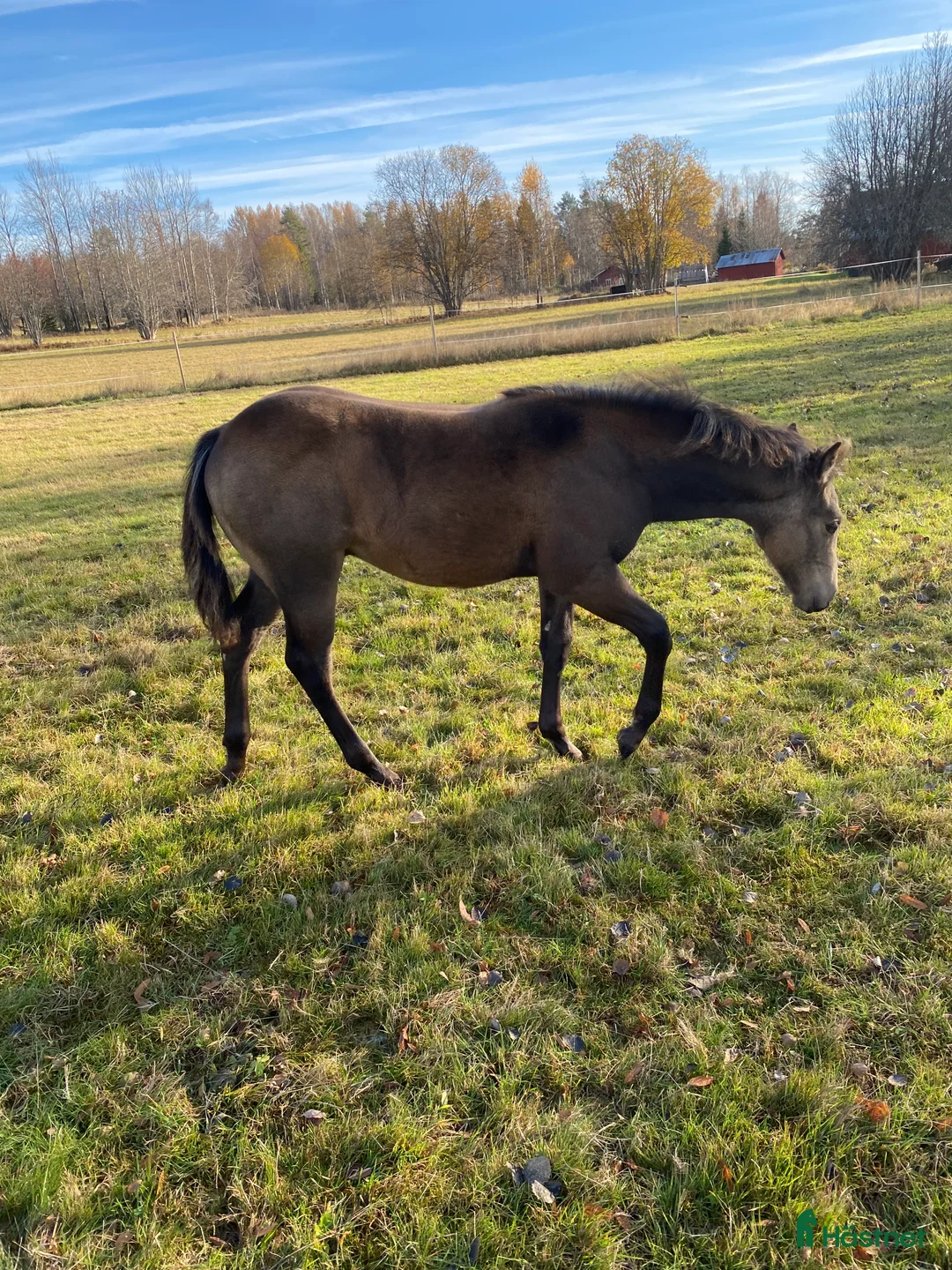 Western hästar till salu: Superfin Quarter åring  - Annons 5