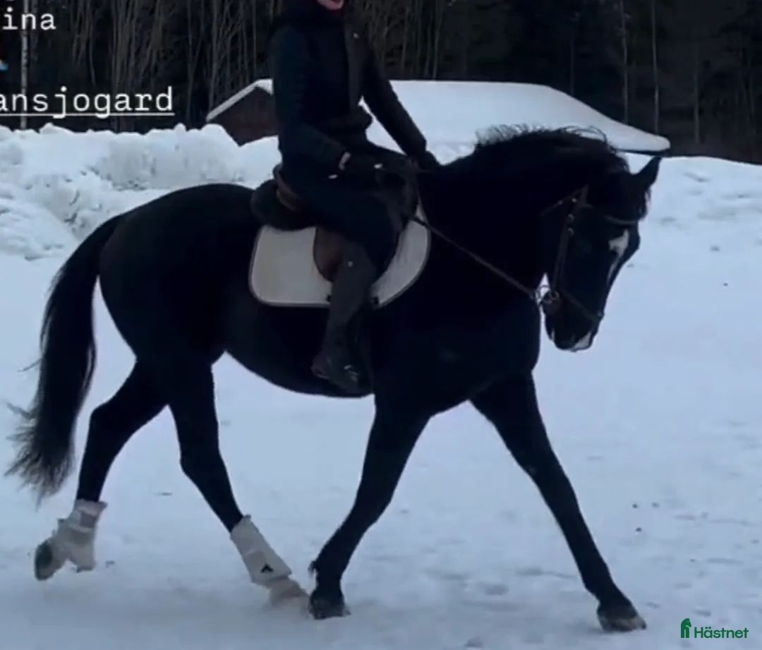 Allround hästar till salu: Super vacker SWB Valack - Forma Själv!  - Annons 5