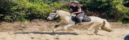 Allround hästar till salu: Ride & Drive gelding  - Annons 11