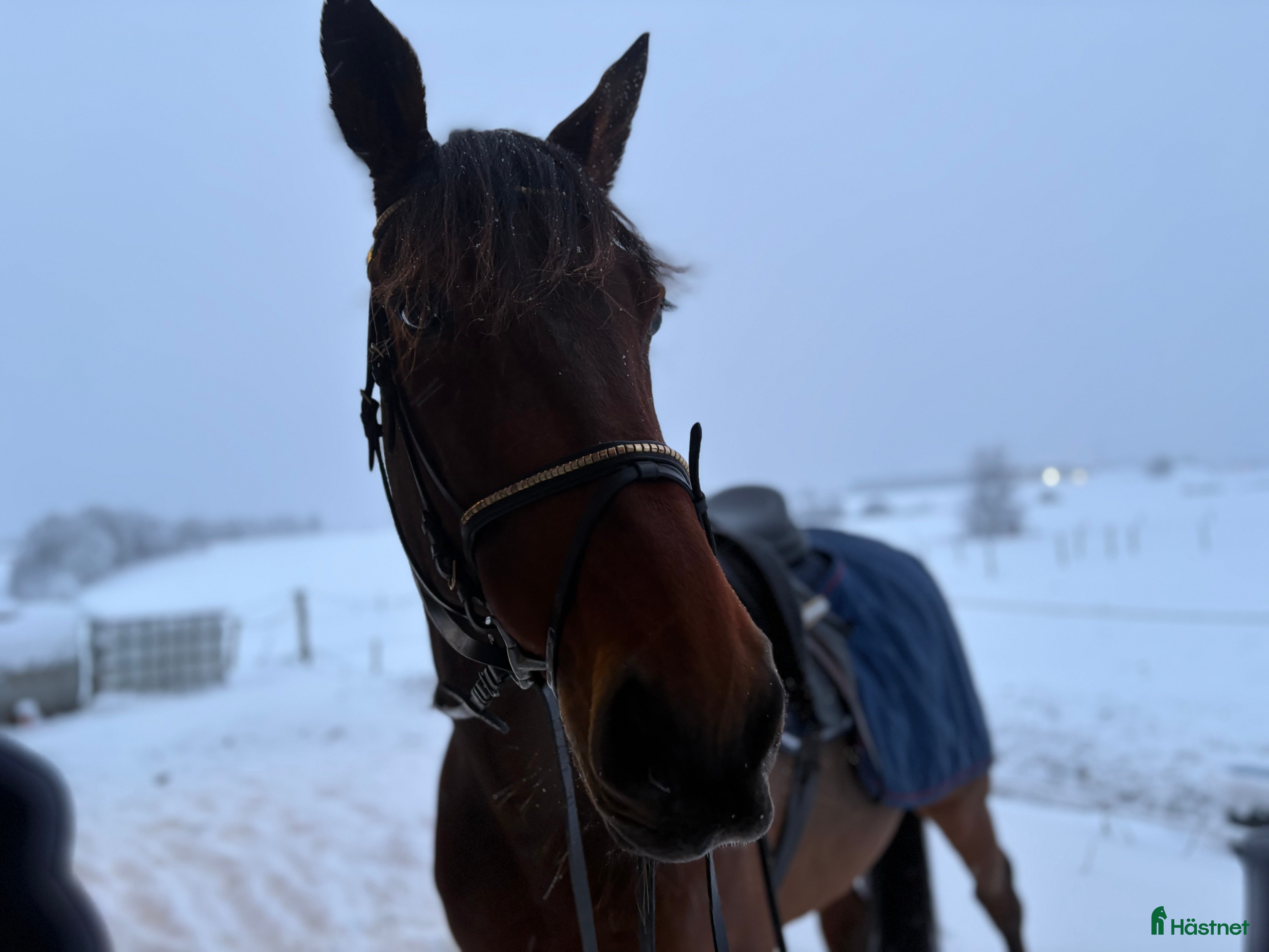  hästar 5 ⭐️ hem sökes till en mycket snäll valack i Ängelholm - Annons 2