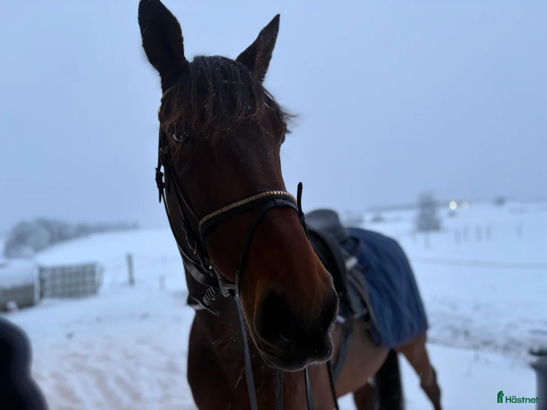 Sällskap hästar till salu: 5 ⭐️ hem sökes till en mycket snäll valack i Ängelholm - Annons 1