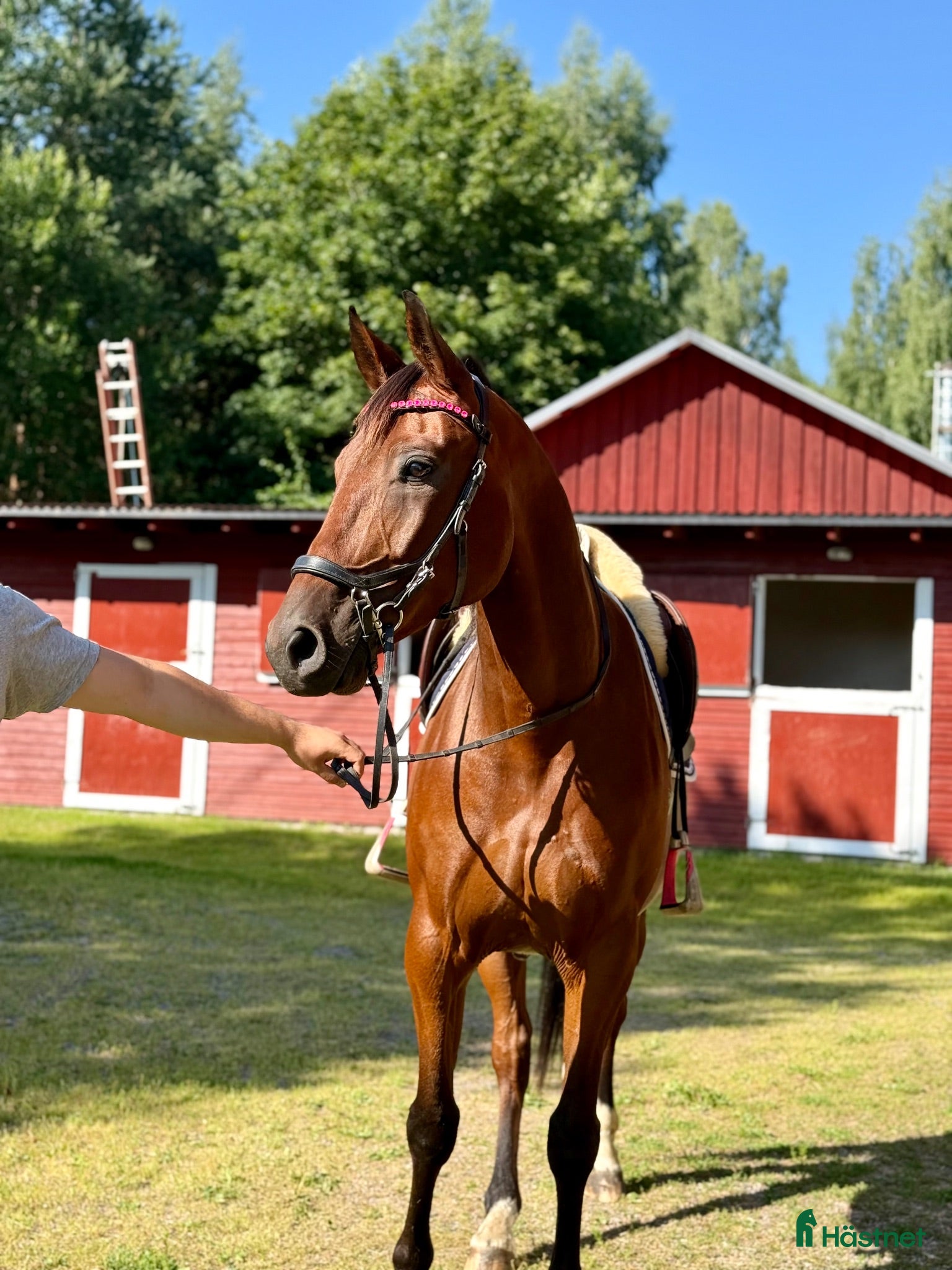  hästar Uttrycksfull valack - Annons 14