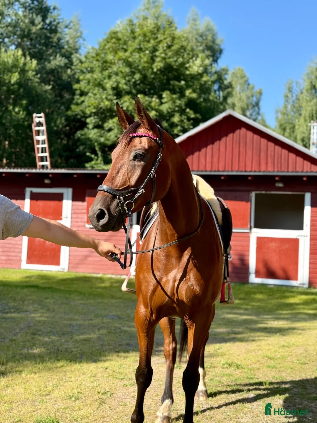 Allround hästar till salu: Uttrycksfull valack - Annons 1