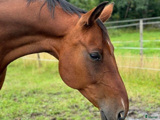 Dressyr hästar till salu: Fin läromästare i Höör - Annons 3