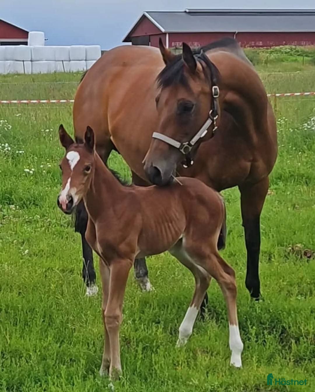 Western hästar till salu: Vackert socialt quarter sto i Värsås - Annons 3