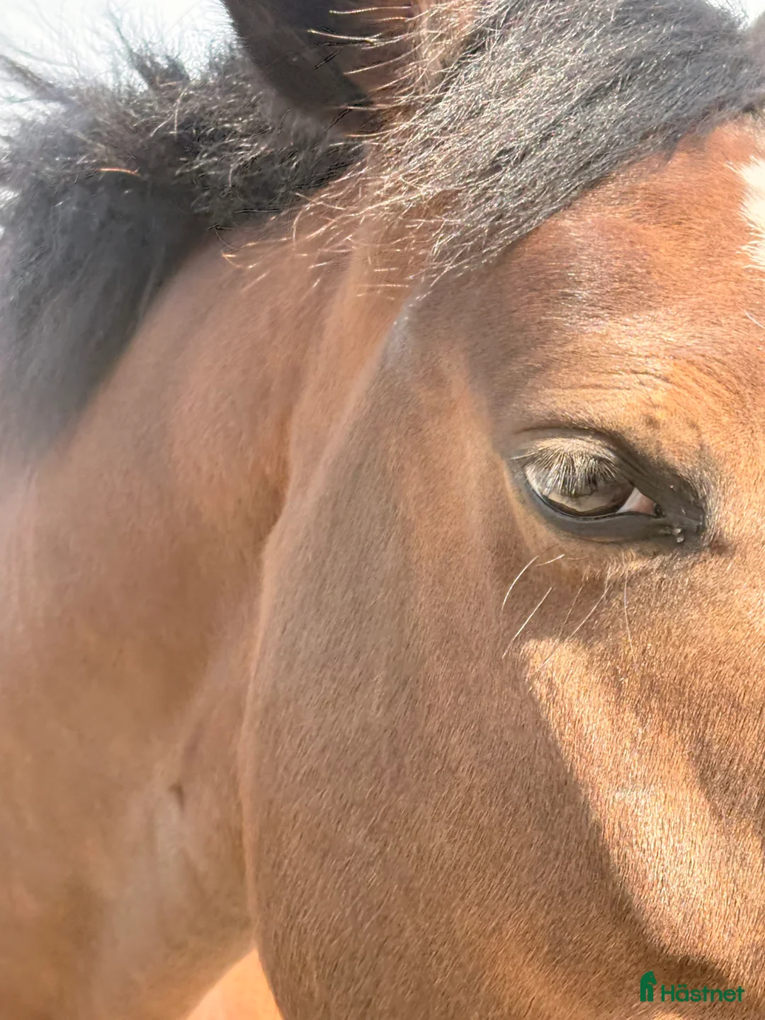 Allround hästar till salu: Wiwa - supermysigt sto - Annons 1