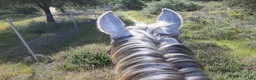 Working Equitation hästar till salu: Fin allround PRE valack. Korrekt o intelligent - Annons 3