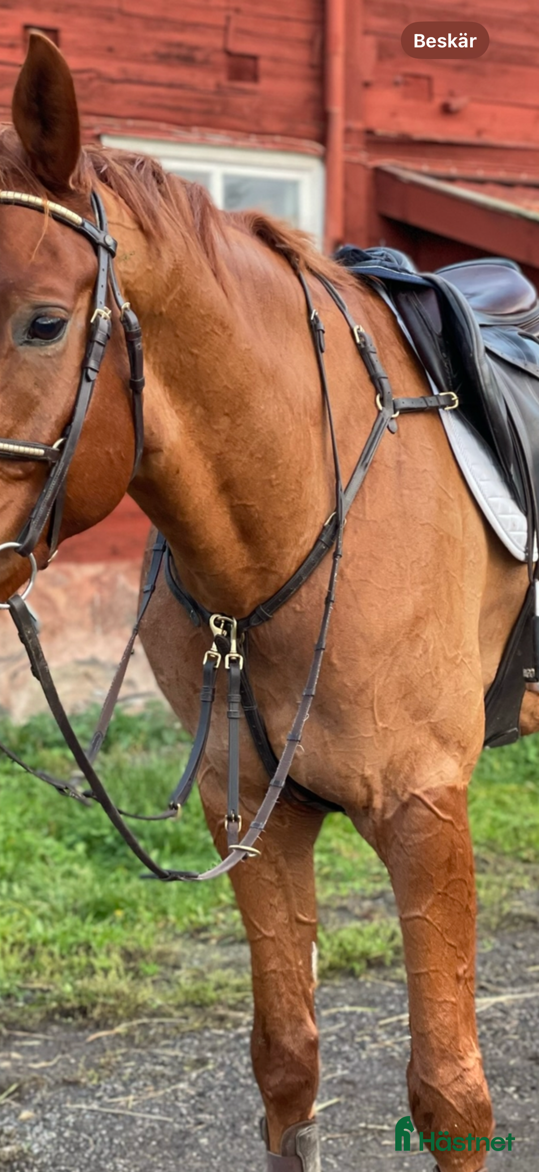 Övrig Hästutrustning hästutrustning till salu: Förbygel med avtagbar martingal i Edsbruk - Annons 6