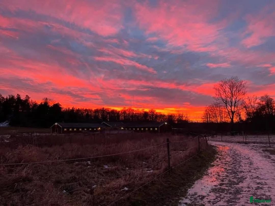  stallplats finnes: Plats för islandshäst mellan Sthlm o Nynäshamn i Ösmo - Annons 4