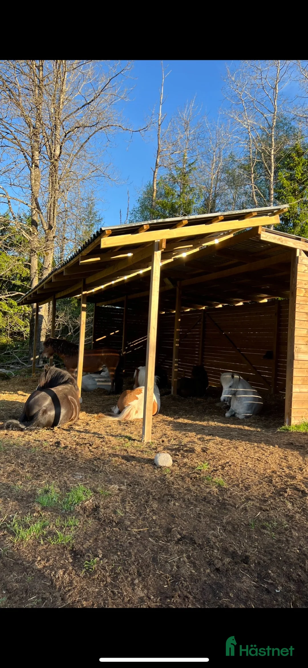  stallplats finnes: Lösdrift Full service  - Annons 2
