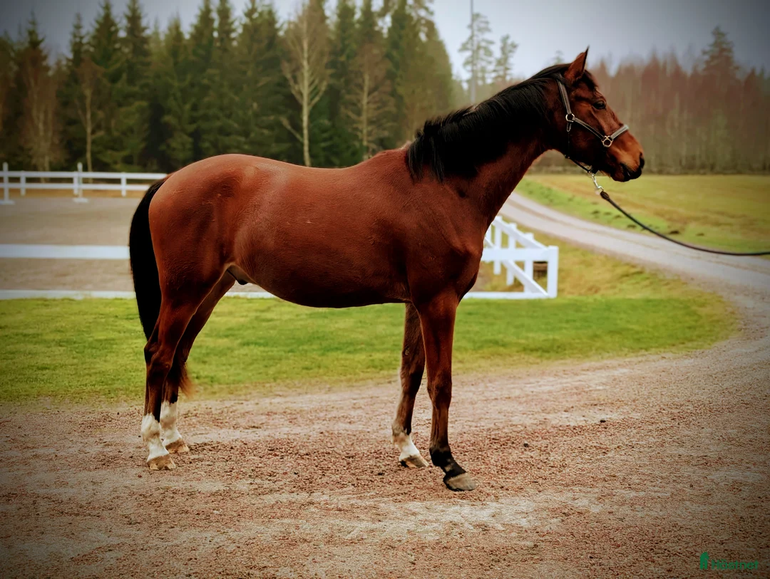 Hoppning hästar till salu: Vacker valack  - Annons 3