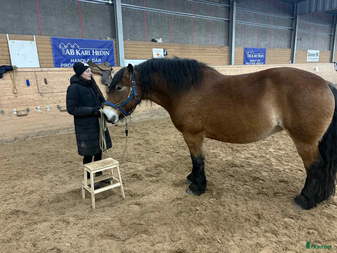 Allround hästar till salu: Stort sto med potential - Annons 4