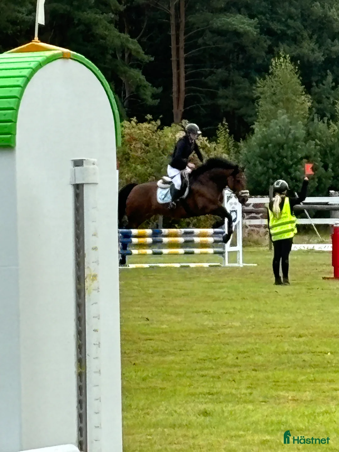 Allround hästar till salu: Allroundponny - blir va du gör honom till - Annons 10