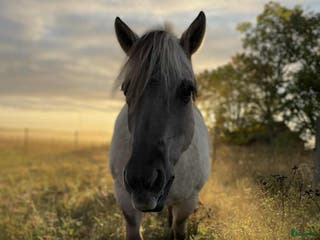 hästar Viktbärande D-ponny - Annons 8