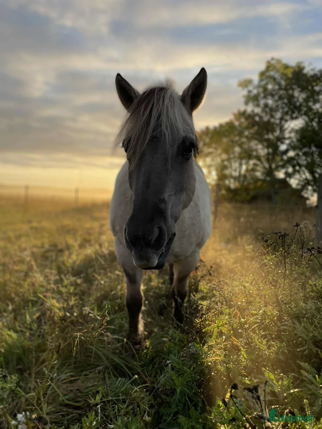 Allround hästar till salu: Fantastiska Mila söker sin bästa vän!  - Annons 2