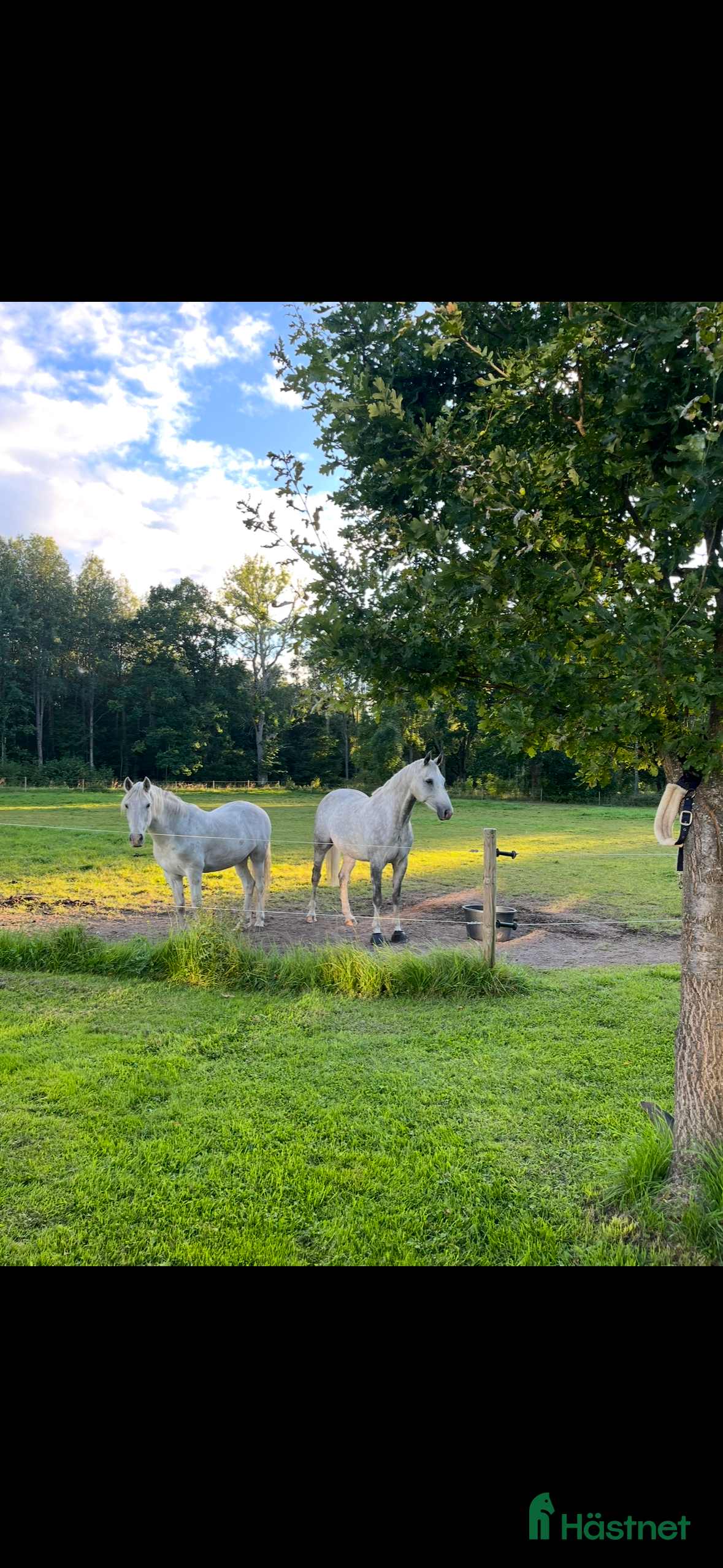  stallplats Konvalescens, lösdrift, Stallplats  i Odensbacken - Annons 10