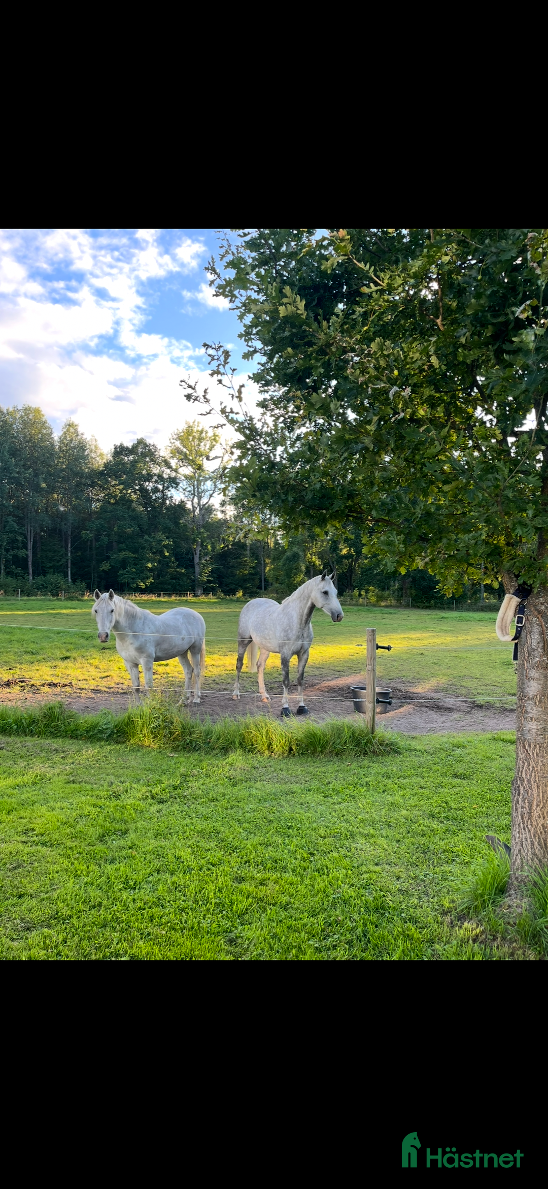  stallplats finnes: Konvalescens, lösdrift, Stallplats  i Odensbacken - Annons 1