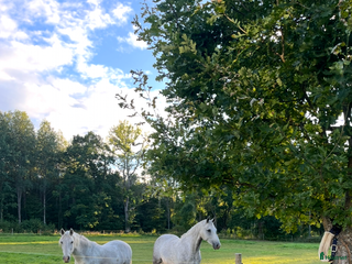 stallplats finnes: Konvalescens, lösdrift, Stallplats i Odensbacken - Annons 1