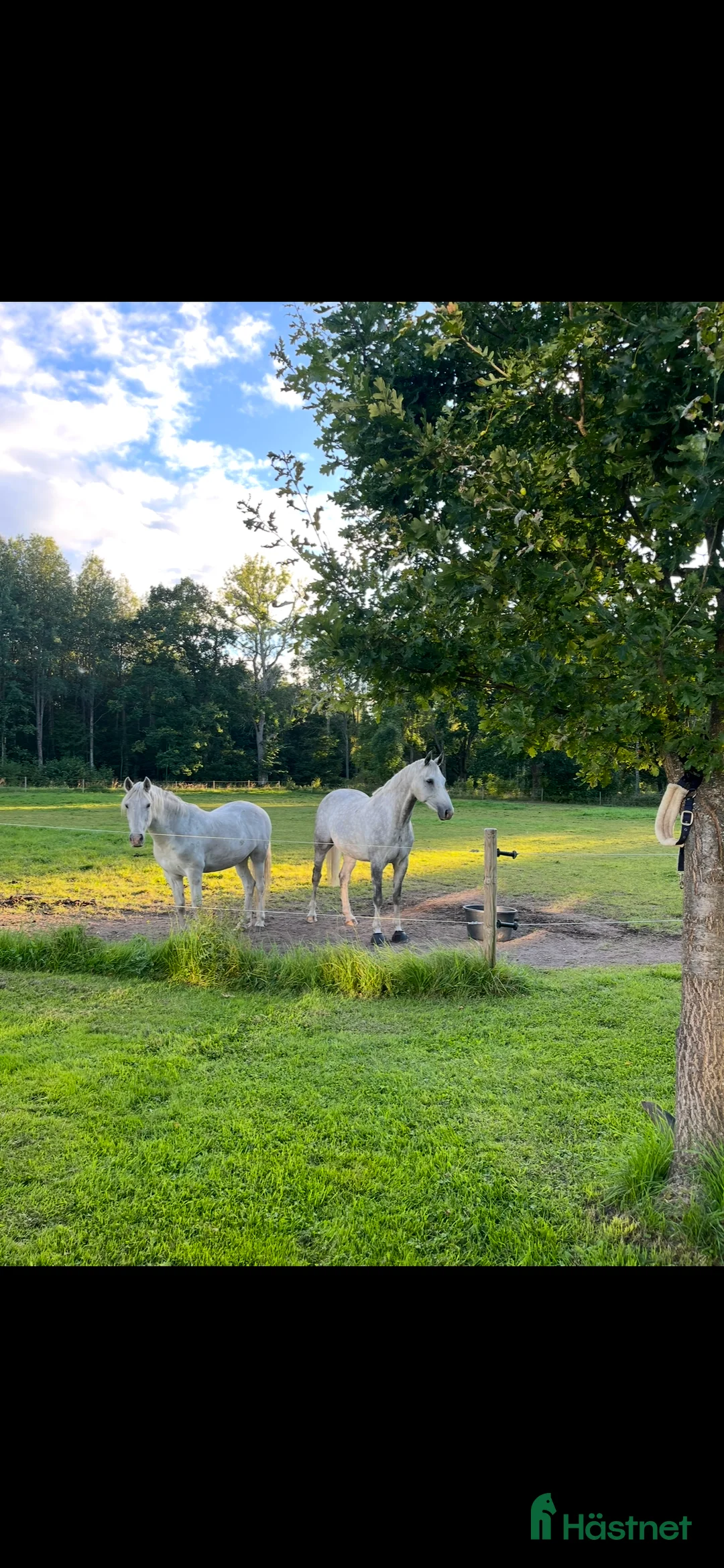  stallplats finnes: Konvalescens, lösdrift, Stallplats  i Odensbacken - Annons 1