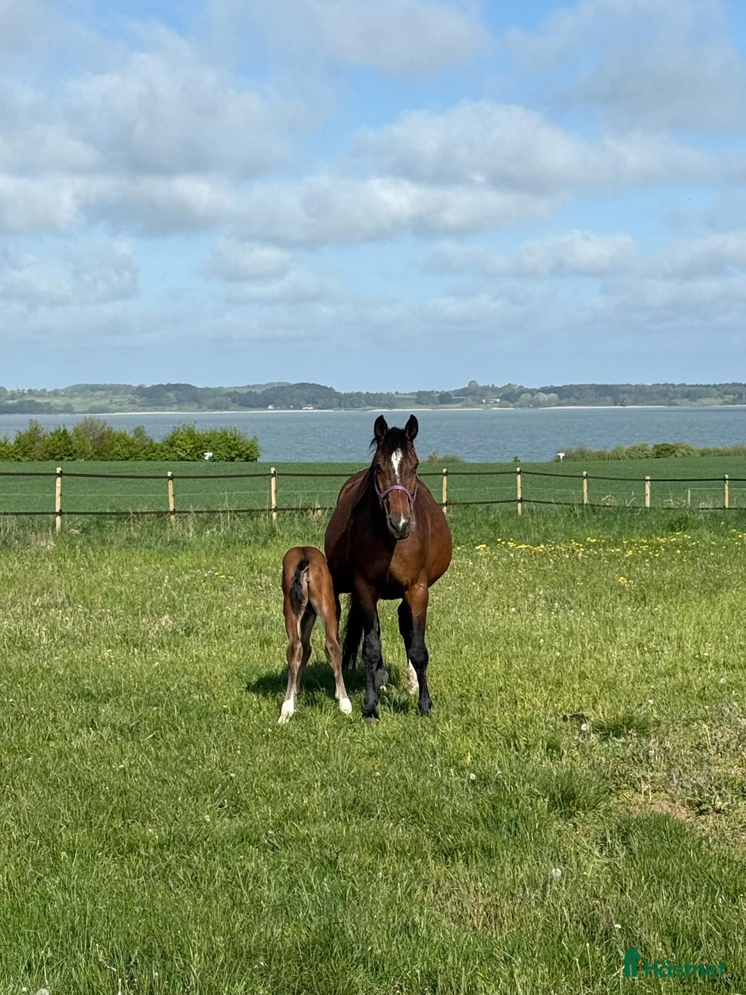 Hoppning hästar till salu: Avelssto e. Berlin till salu hoppning i Skævinge kommun - Annons 1