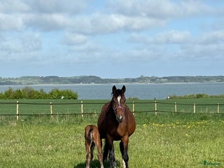 hästar Avelssto e. Berlin till salu hoppning i Skævinge kommun - Annons 9