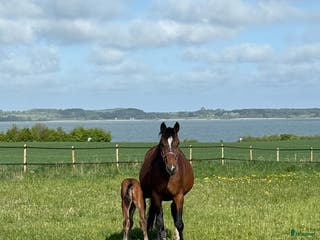 hästar Avelssto e. Berlin till salu hoppning i Skævinge kommun - Annons 7